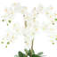 Phalaenopsis Floral Arrangement