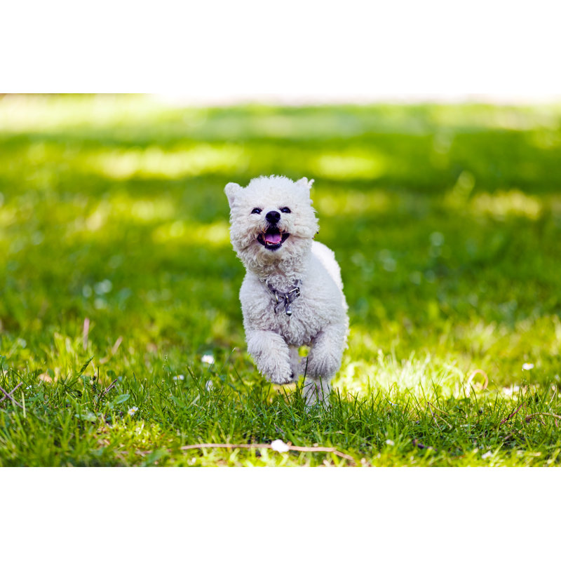 «Bichon in the Park» par vogravan - photographie sur toile tendue, L 12 po x H 8 po