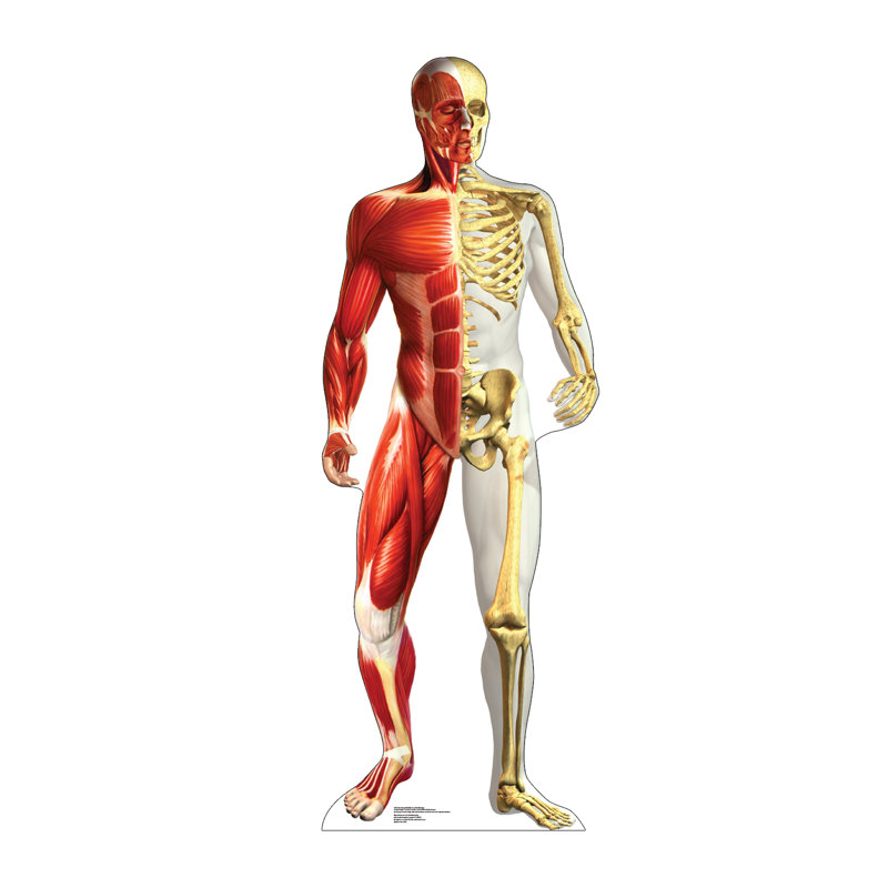 72'' Anatomy Cardboard Standup with Muscle and Skeleton