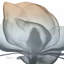 «Red Barrel Studio® Koetsier, Albert Gallery, art sur toile tendue« Magnolia Earthy Beauty »-1388194054