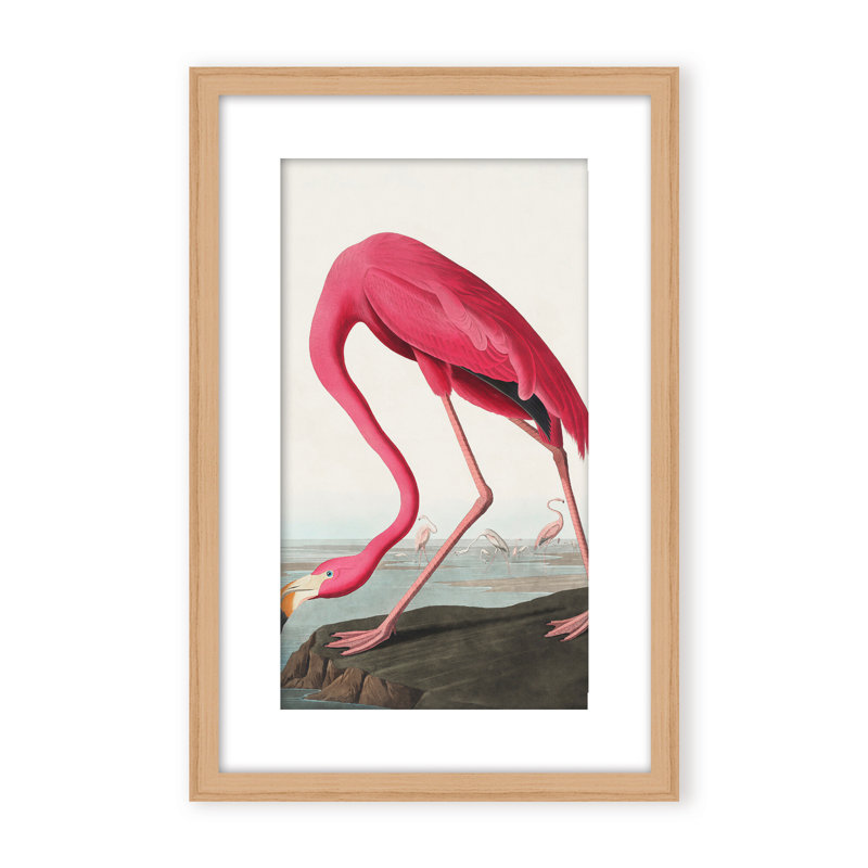 Coastal Retreat Pink Flamingo II From Birds Of America (1827), 48" H x 36" W x 1.125" D, Framed Print, Gold