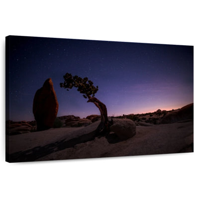 Nicci Joshua Tree Night Landscape