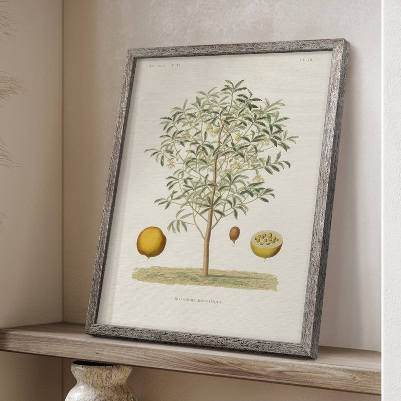 Arbre antique avec fruit IV, reproduction encadrée - bois massif, H 30 po x l 24 po