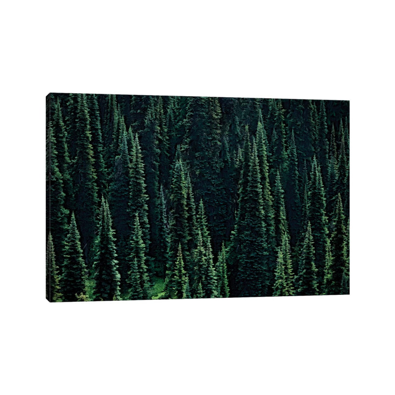 Fir Forest by Dennis Frates - Print on Canvas, Wrapped Canvas, 45.72cm H x 66.04cm W x 3.81cm D