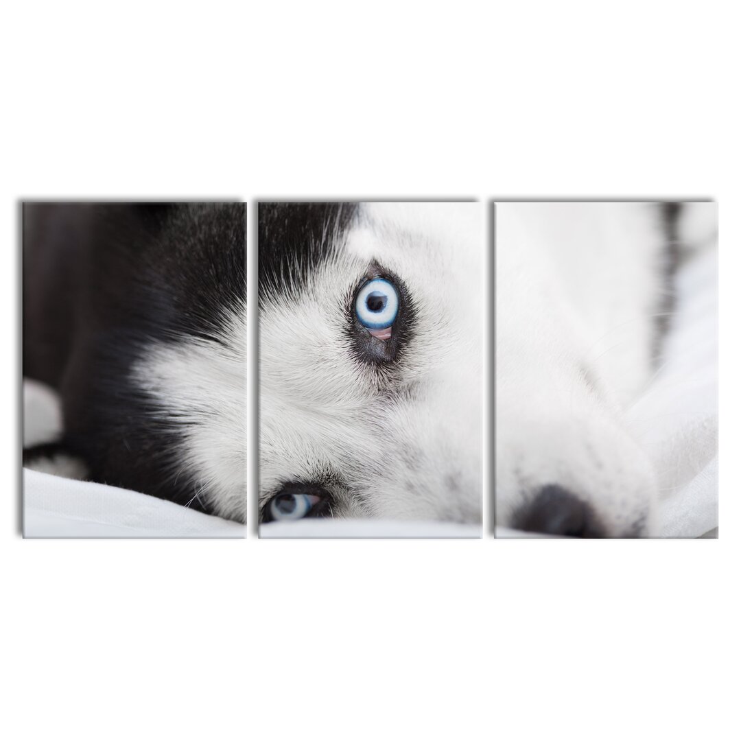 3-tlg. Leinwandbilder-Set Husky mit Eisblauen Augen im Bett