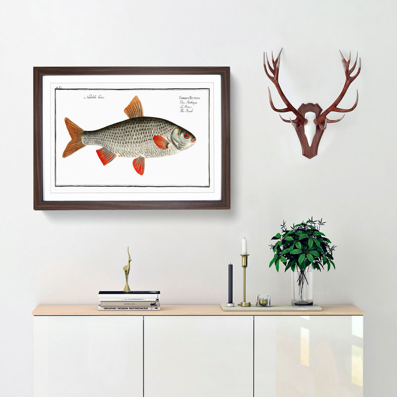 Roach Fish by M.E. Bloch - Framed Print, Walnut Framed, 36cm H x 48cm W x 2cm D