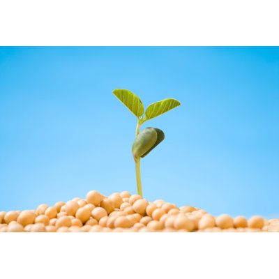 Bean Sprout - Photographie sur toile tendue