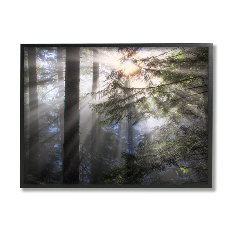Forêt, rayons de soleil, paysage naturel encadré sur bois par Dennis Frates, photographie, Giclée encadrée noir minuit