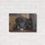 " Black Lab Pup 14 " by Jonathan Ross-1499008009