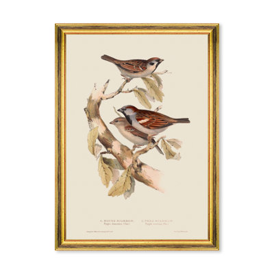 SPARROW