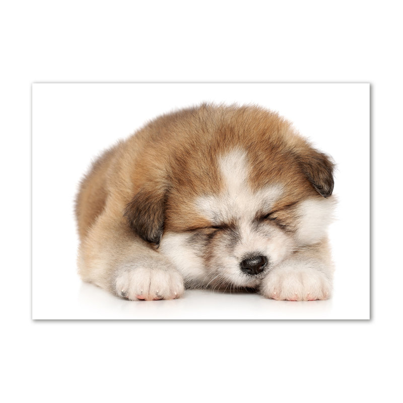 Akita Puppy - Wrapped Canvas Print