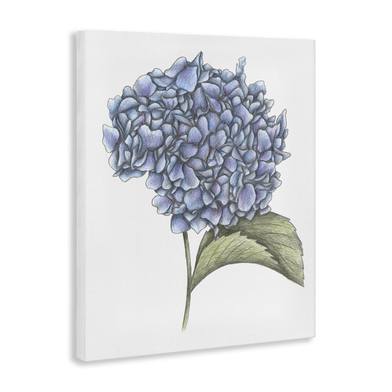 Hydrangea, dessin par Cecilia Battaini, H 20 po x l 16 po