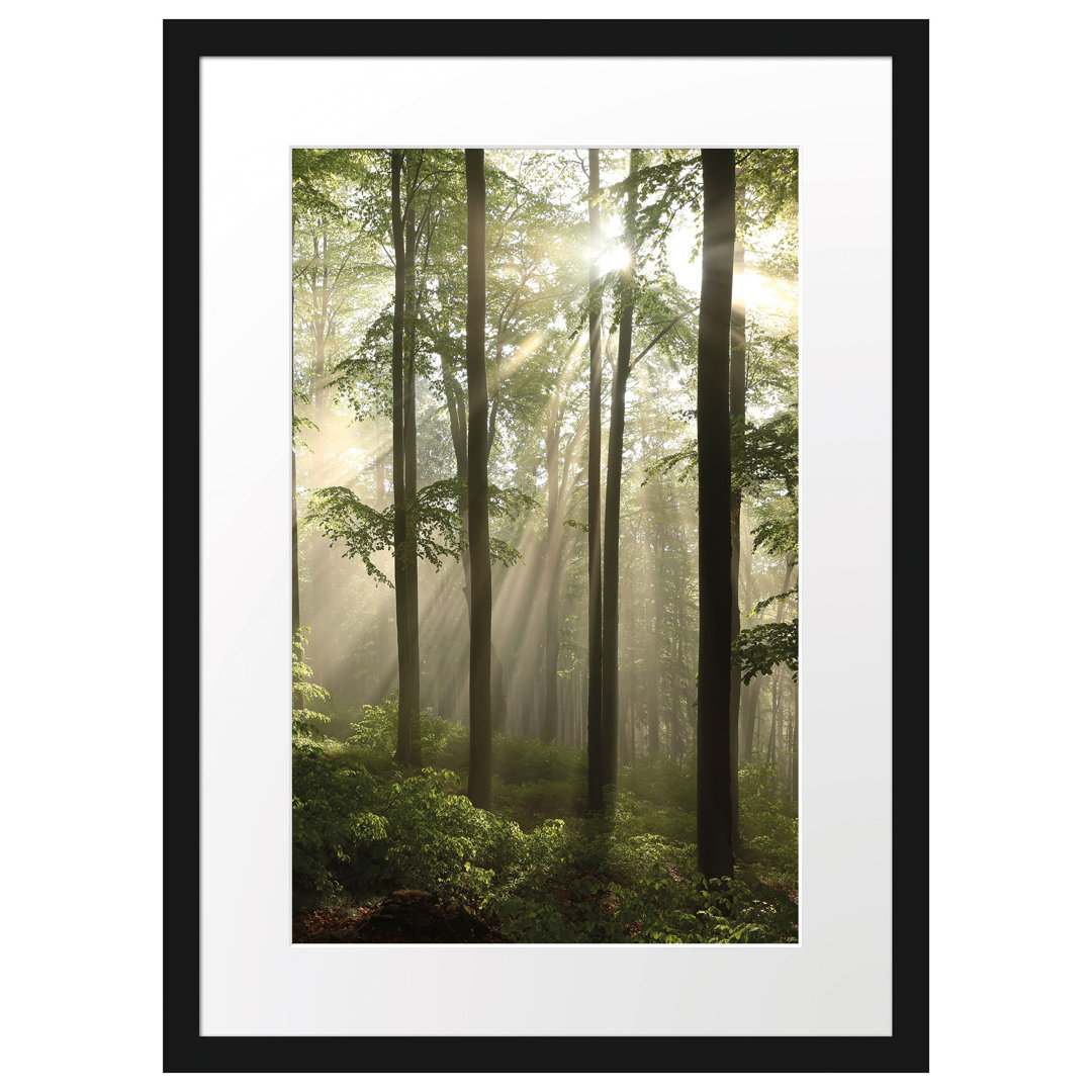 Gerahmtes Poster Sonnenstrahlen im Wald