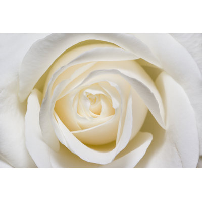 «White Rose» par Injenerker - Photographie sur toile tendue