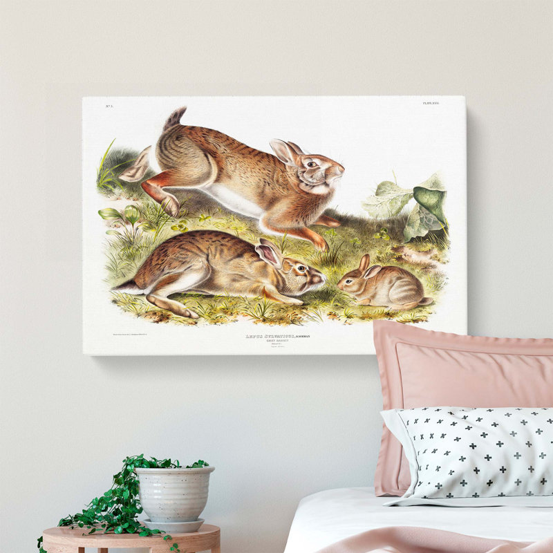 Grey Rabbits by J.W. Audubon - Wrapped Canvas, 35cm H x 50cm W x 3cm D