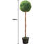 Plants & Flowers Plastic Garden Statue-1569547815