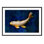 Butterfly Koi - Picture Frame Photograph on Paper 