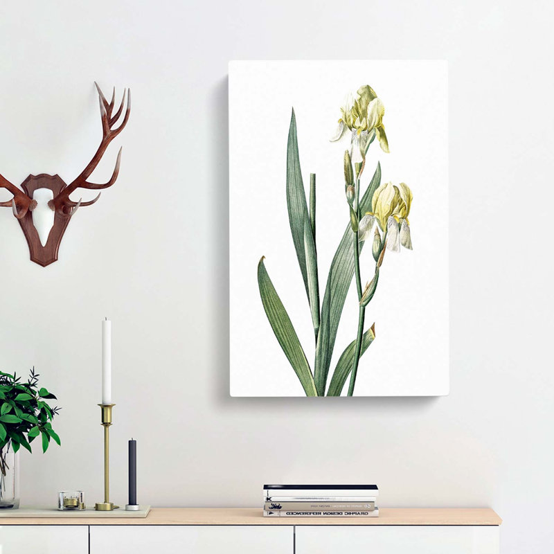 Lemon Yellow Iris Flowers by Pierre-Joseph Redoute - Wrapped Canvas Painting, 76cm H x 50cm W x 3cm D