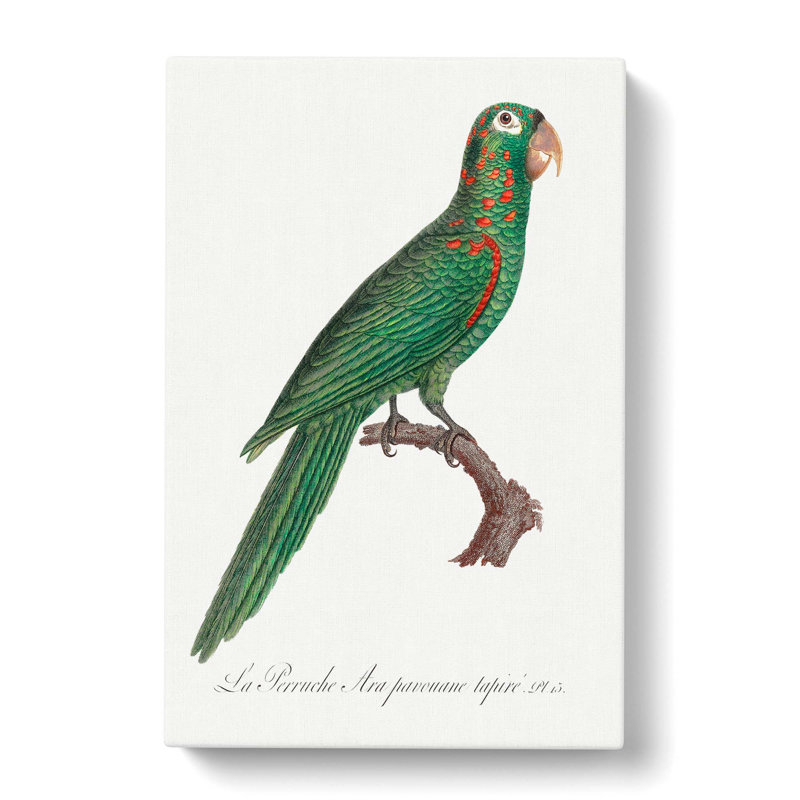 Amazon Parrot by F. Levaillant - Wrapped Canvas, 60cm H x 40cm W x 3cm D