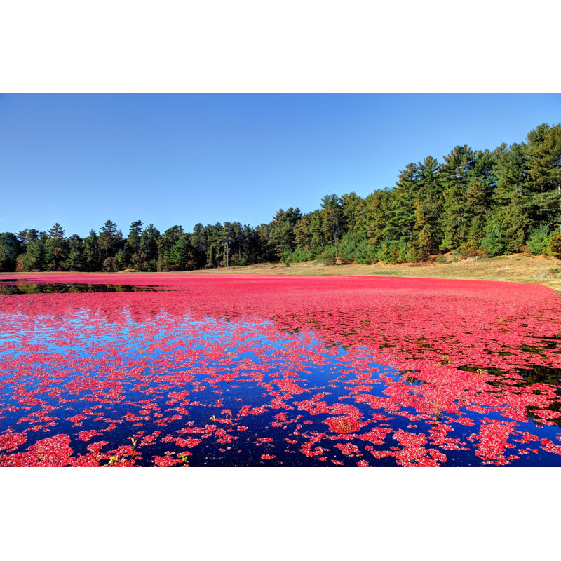 Cranberry Bog by Denistangneyjr
