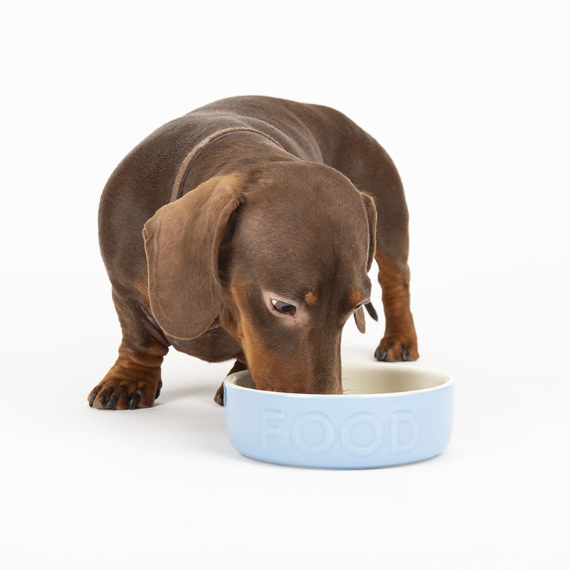 Pet Bowl