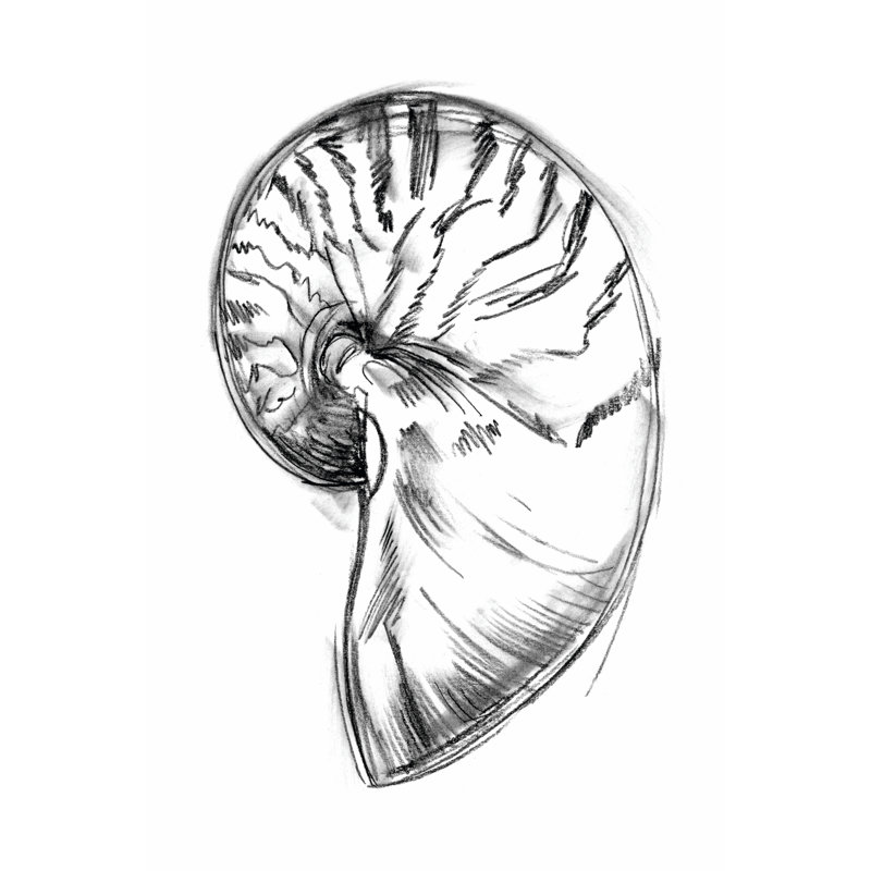 Shell Sketch IV by Ethan Harper - Wrapped Canvas Print, 91cm H x 61cm W