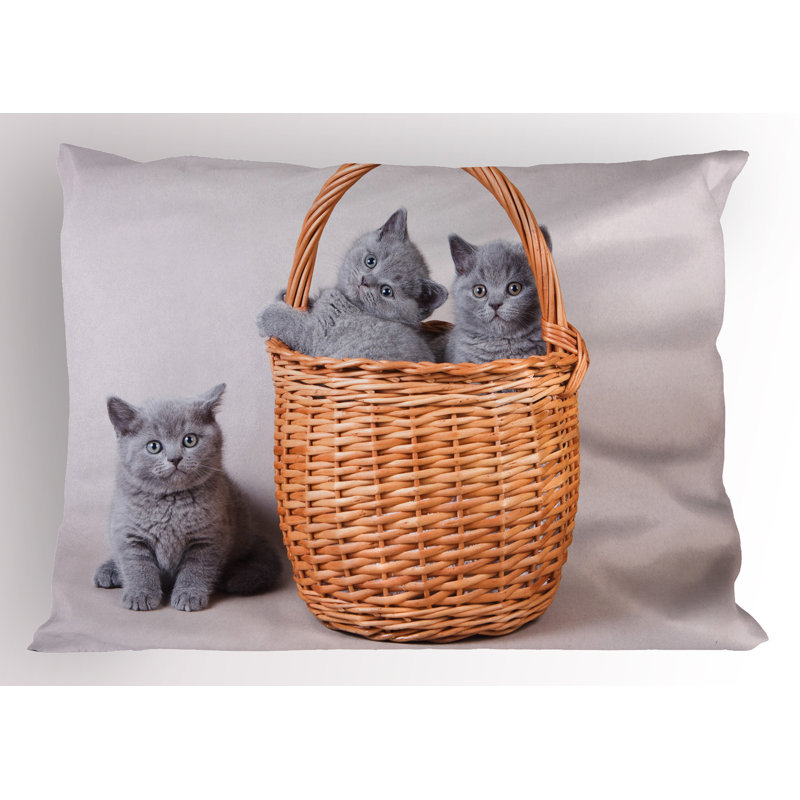 Ensemble de 2 taies décoratives pour chat Ambesonne Kitten, H 20 po x l 26 po