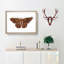 Sable Moth by George Shaw - Picture Frame Painting Print-55613246-55613245