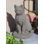 Garden Cat Statue