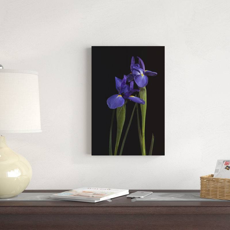 Iris sur fond noir I, H 18 po x l 12 po