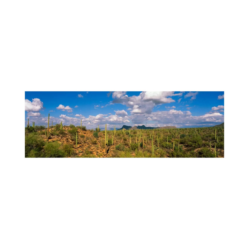 Saguaro National Park Tucson AZ USA - Wrapped Canvas Panoramic Print, 182.88 cm H x 60.96 cm W