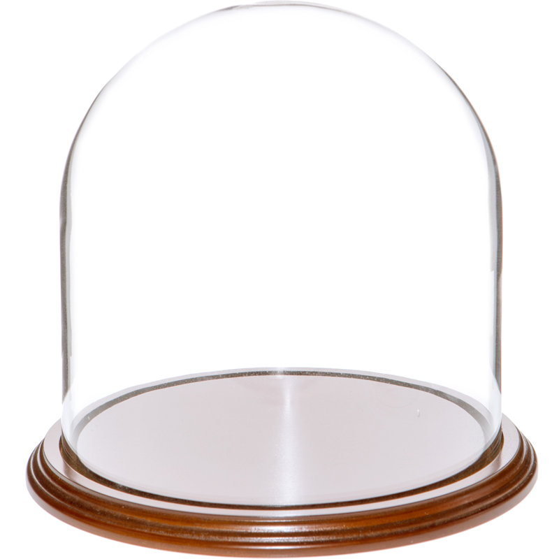 Jenett 8" x 8" Glass Display Dome Cloche, Walnut Veneer Base