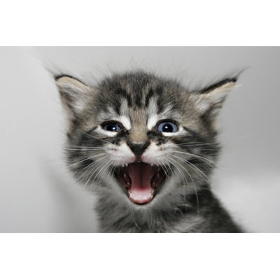 Krazy Kitty - Wrapped Canvas Print
