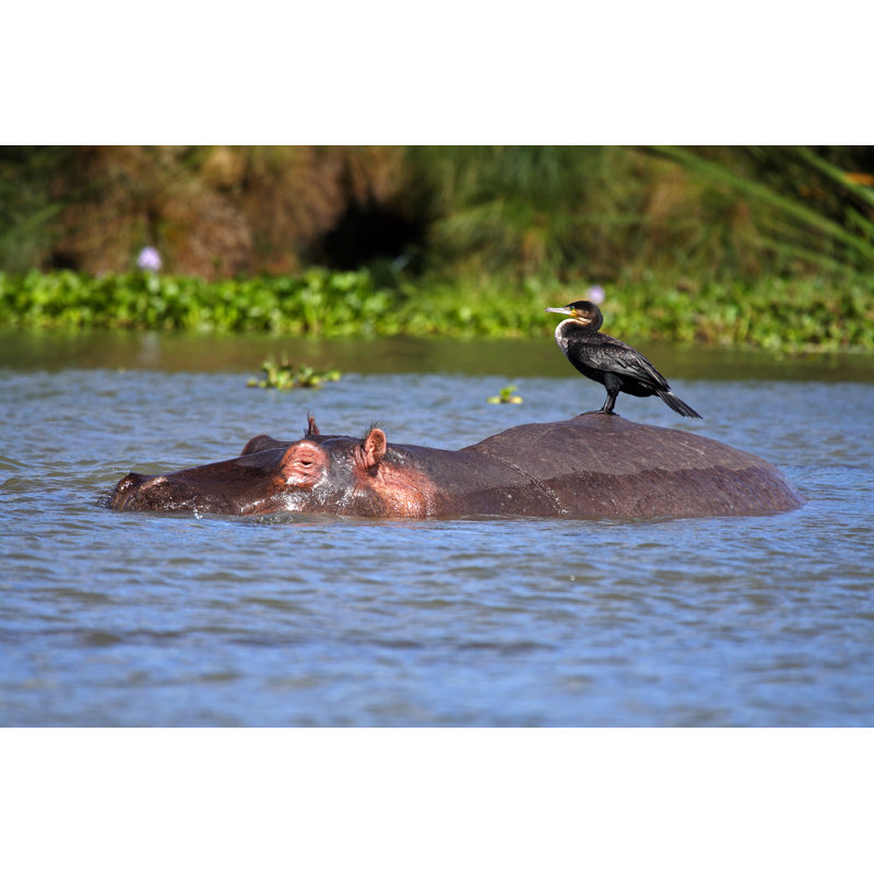 Cormorant On Hippo by MogensTrolle - Wrapped Canvas Print, 20cm H x 30cm W x 3.8cm D