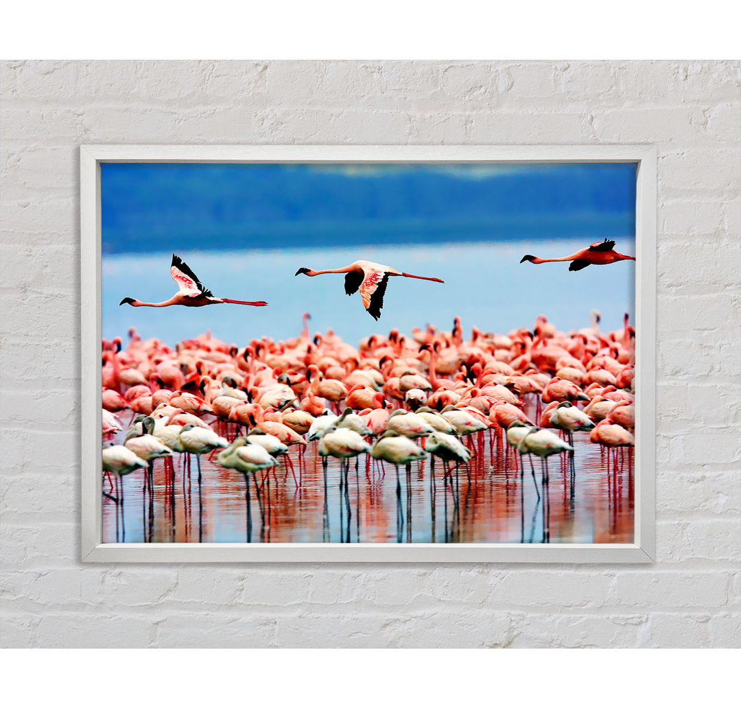 Rosa Flamingos im Flug - Einzelne Bilderrahmen Kunstdrucke auf Leinwand