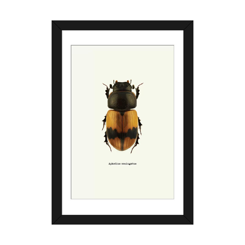 « insectes series : aphodius coniugatus », reproduction d’impression sur toile, H 24 po x l 16 po x P 1 po