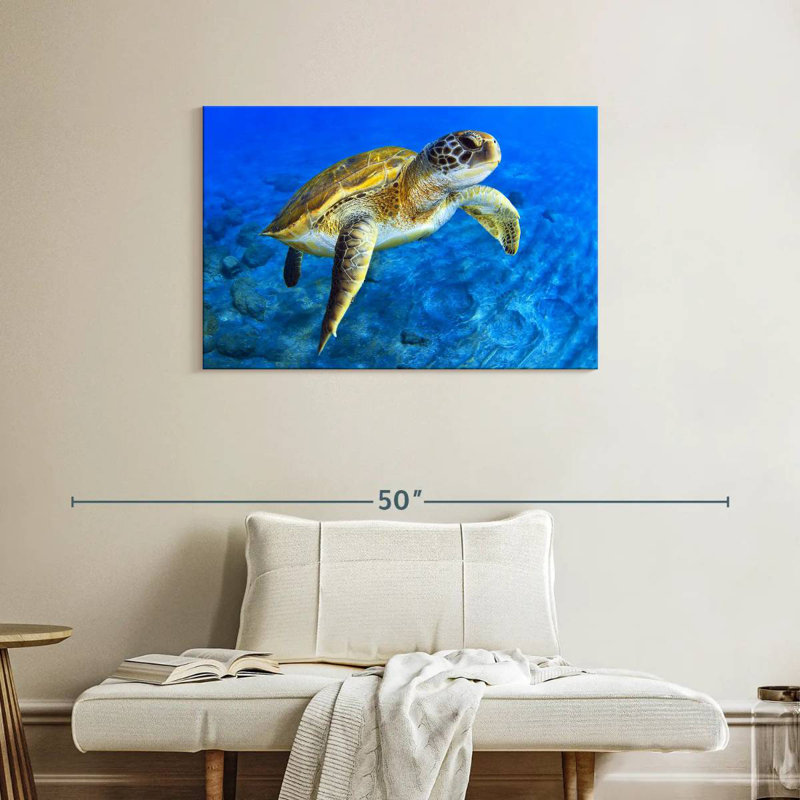 Brampt Sea Turtle Explorer, 24" H x 36" W