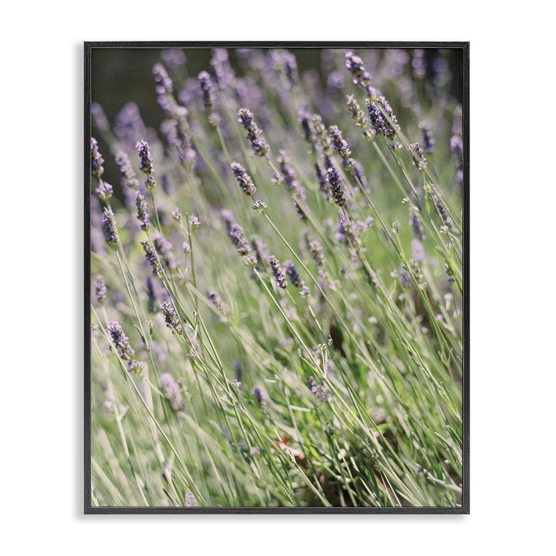 Art de jardin champêtre lilas par Justine Milton bg-081, Giclée encadrée noir minuit, H 30 po x l 24 po