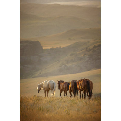 Sunkissed Horses VI by PHBurchett - Wrapped Canvas Print
