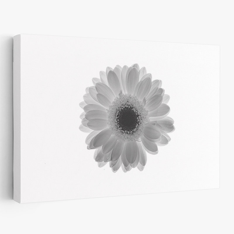 Plantes, fleurs, marguerite, art mural, H 32 po x l 48 po