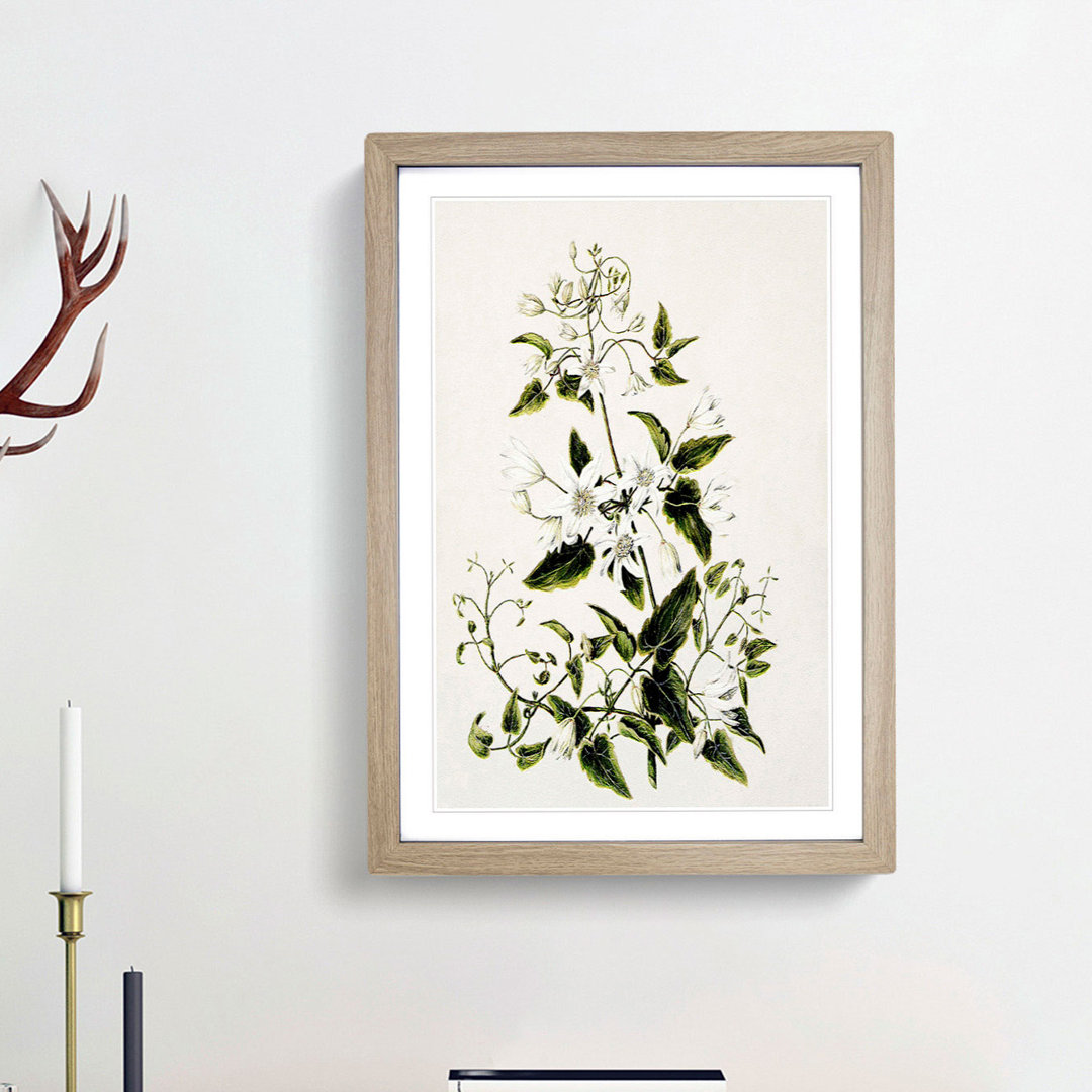 Clematis Flowers by Sarah Featon - Picture Frame Painting Print