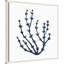 «Coastal Coral Seaweed Botanical 6» par The Creative Bunch Studio, reproduction d'art sur toile encadrée