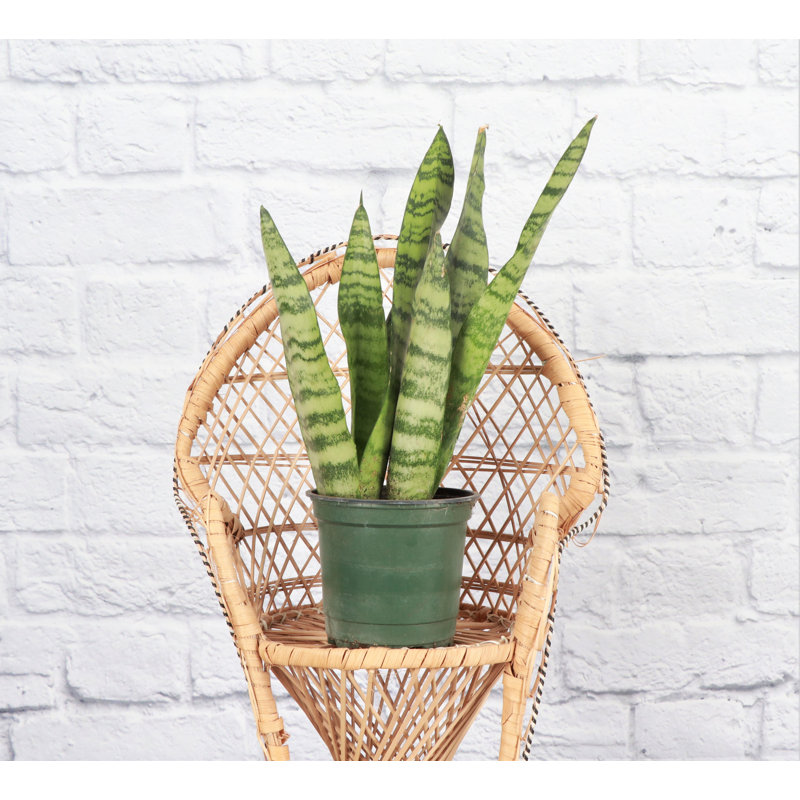 Live Zeylancia Snake Plant