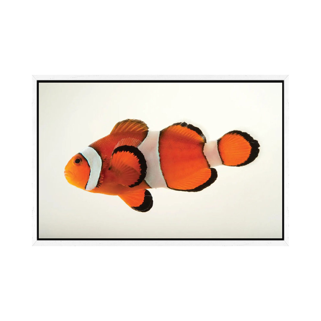 A Peacock Clownfish At The Miller Park Zoo In Bloomington, Il by Joel Sartore - Gallery-Wrapped Canvas Giclée on Canvas