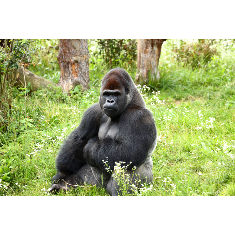 Gorille dans le zoo de Varsovie par Antagain, 8" H x 12" W