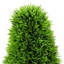 90cm Plant