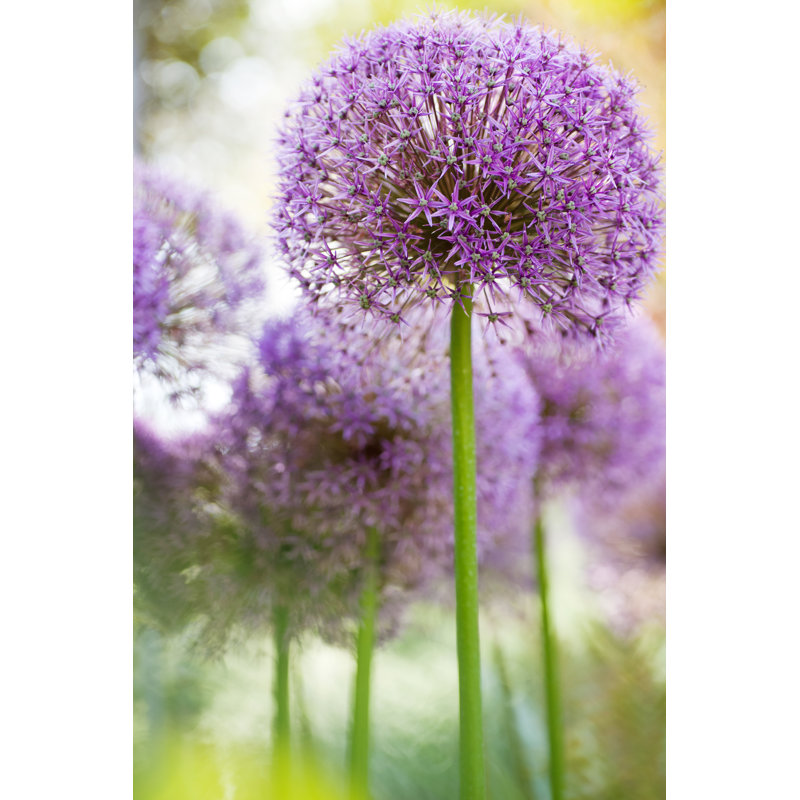 Alium by Andipantz - Wrapped Canvas Print, 30cm H x 20cm W