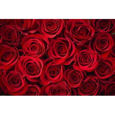 Red Rose Background by Liliboas - Wrapped Canvas Print
