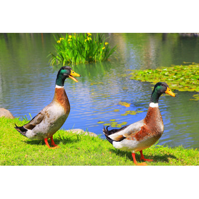 Mallard Ducks - Wrapped Canvas Print