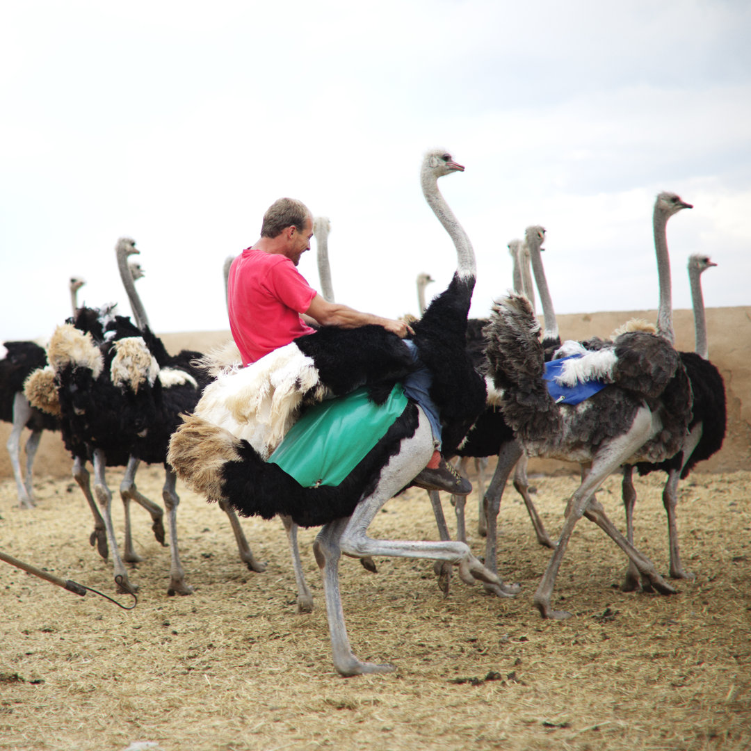 Riding A Ostrich von Shaun - Druck auf Leinwand ohne Rahmen